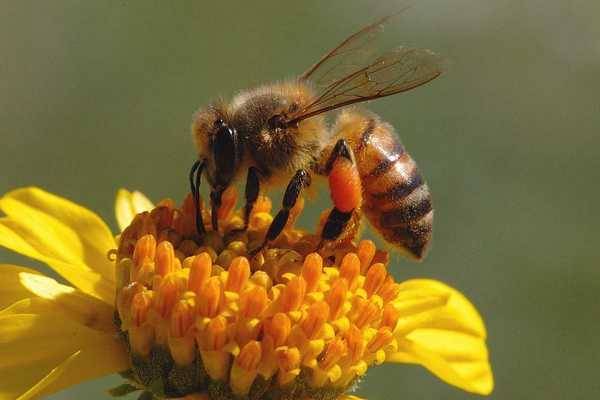 Bee Jokes for the Pollen in You