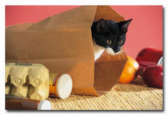 The Feline Diet